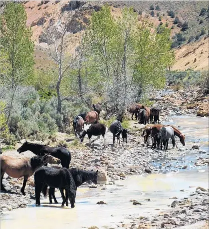  ?? Jay Jones ?? WILD HORSES are one of Reno’s big draws. These had gathered at a creek near Lockwood, Nev., east of Reno on Interstate 80.