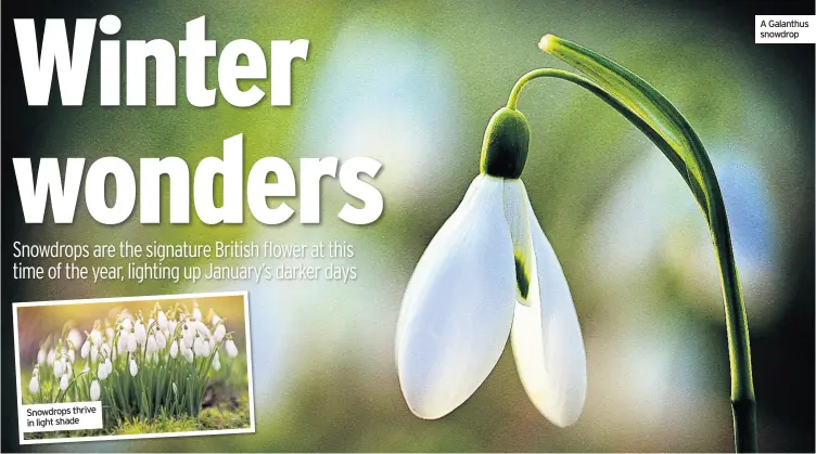  ??  ?? a Galanthus snowdrop