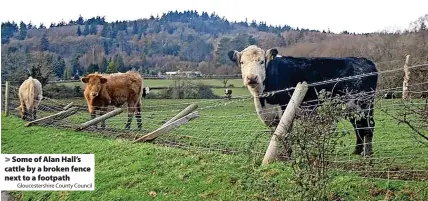  ?? Gloucester­shire County Council ?? Some of Alan Hall’s cattle by a broken fence next to a footpath