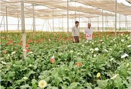  ??  ?? Gerbera farming being done at a poly house.