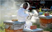  ??  ?? A beekeeper checks a hive during a season when many hives have struggled to produce enough honey to support bee population­s,