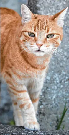  ?? Symbolbild: Julian Leitenstor­fer ?? Seit Jahren werden in einem Dorf im Landkreis Katzen erschossen. Ein 60 Jähriger stand jetzt vor Gericht.