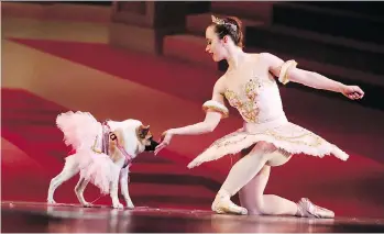  ?? BRYNN ANDERSON/THE ASSOCIATED PRESS/FILES ?? Pig the dog performs with ballerina Katherine Free as the Sugar Plum Fairy in the Birmingham’s Ballet Mutt-cracker, a fundraiser for the city’s humane society.