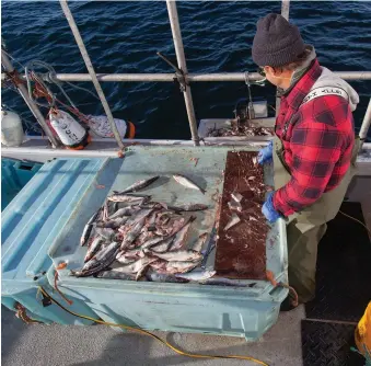  ??  ?? Many commercial fishermen (above) pull double duty in Nova Scotia’s recreation­al sector to put charter clients from around the world on their dream bluefin tuna (opposite).