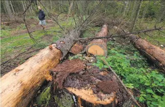  ?? Czarek Sokolowski / Associated Press ?? Environmen­talists say large-scale felling of trees in Bialowieza Forest — a UNESCO World Heritage site — destroyed rare animal habitats and plants in violation of EU regulation­s.