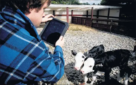  ?? Picture / Dean Purcell ?? Huawei says its connected cows programme gives farmers real-time data collection and analysis of their stock.