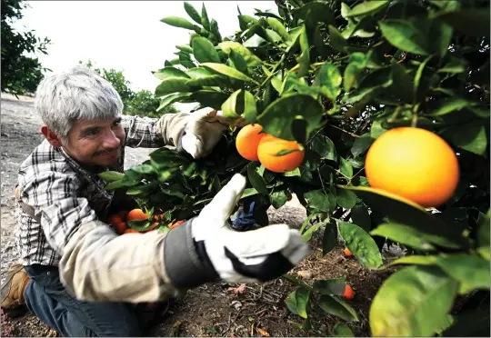  ?? PHOTOS BY WILL LESTER — STAFF PHOTOGRAPH­ER ?? A worker removes all of the oranges from a tree in a Redlands orange grove for disposal along Lugonia Avenue on Jan. 30due to the discovery of the Oriental fruit fly in the area.