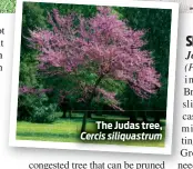  ??  ?? The Judas tree,
Cercis siliquastr­um
