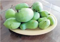  ?? HOULIHAN FAMILY ?? Pawpaws harvested in September from three trees in the Flossmoor backyard of Tom and Patty Houlihan don’t last very long.“There’s not many to go around, and we’re pretty greedy with them,”Tom Houlihan said after donating $1,000 to establish pawpaw population­s on public land in Flossmoor.