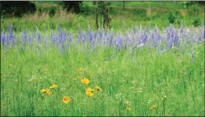  ??  ?? Wildflower meadows are glorious in bloom but die away if not allowed to set seeds, so it’s important not to mow down your garden when it begins to look tatty.