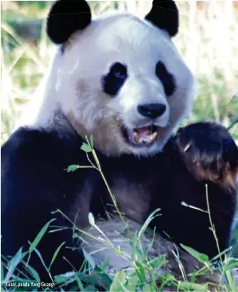  ?? ?? Giant panda Yang Guang