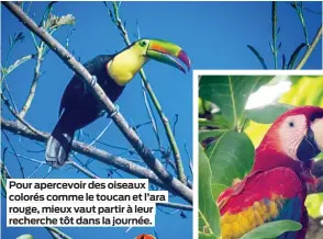  ??  ?? Pour apercevoir des oiseaux colorés comme le toucan et l’ara rouge, mieux vaut partir à leur recherche tôt dans la journée.