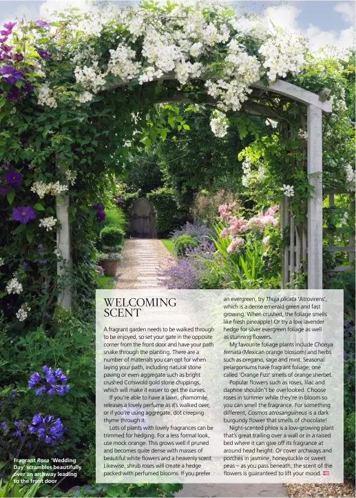  ??  ?? Fragrant Rosa ‘ Wedding Day’ scrambles beautifull­y over an archway leading to the front door