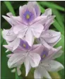  ??  ?? SINKING FAST: The pretty water hyacinth