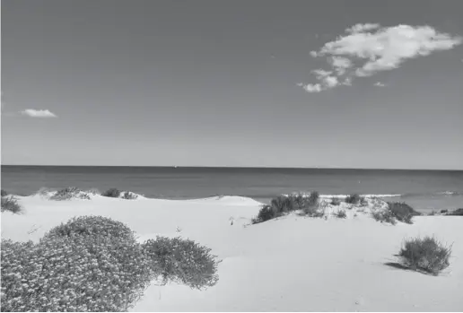  ?? Foto: A. D. Ibarra ?? La Llana in San Pedro del Pinatar hat durch die Erweiterun­g des Hafens viel weißen Sand im Laufe der Jahre eingebüßt.