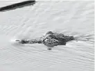  ?? AP ?? An alligator navigates water from the Guadalupe River that has spilled over Texas Highway 35, near Tivoli.