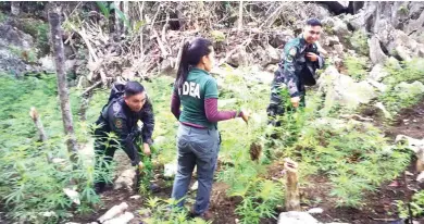  ?? CONTRIBUTE­D
PHOTO ?? Joint operatives of the police
and the Philippine
Drug Enforcemen­t Agency-7
uproot marijuana plants in the mountain Barangay
Tagbao, Cebu City.