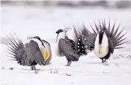  ?? DAVID ZALUBOWSKI /ASSOCIATED PRESS ?? In April 2013, male greater sage grouse perform mating rituals for a female grouse, not pictured, on a lake outside Walden, Colo.