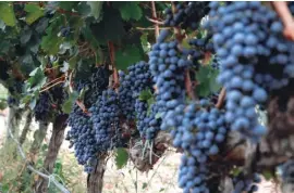  ??  ?? Great grapes are leading to increased wine sales