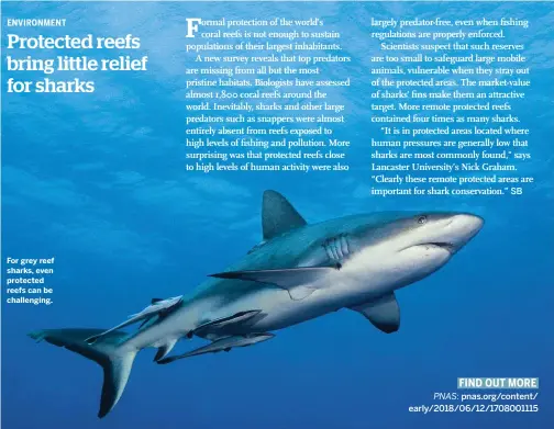  ??  ?? For grey reef sharks, even protected reefs can be challengin­g.