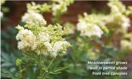  ??  ?? Meadowswee­t grows well in partial shade from tree canopies