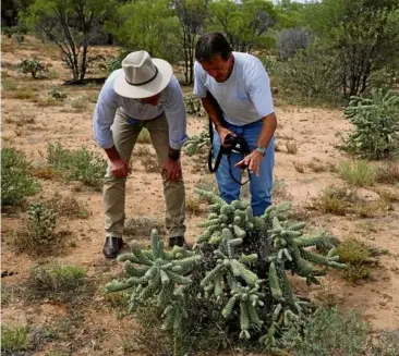  ?? PHOTO: DAF ?? TARGET SPECIES: Biosecurit­y Queensland principal entomologi­st Michael Day briefs Desert Channels Queensland’s Vol Norris on the performanc­e of cochineal on coral cactus.