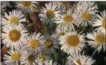  ?? SUBMITTED PHOTO ?? An example of the erigeron flower, courtesy of North Creek Nurseries in Landenberg.