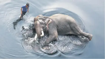  ?? Picture: Reuters ?? A mahout bathes his elephant in the polluted water of the river Yamuna in New Delhi, India, yesterday.