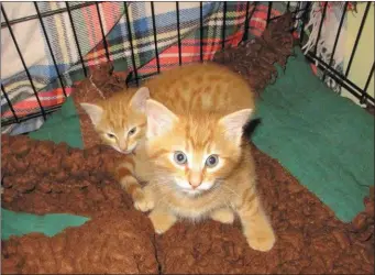  ??  ?? Kathleen Irwin has begun fundraisin­g to care for cats.