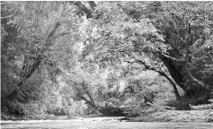 ??  ?? The ‘ensurai’ (Dipterocar­pus oblongifol­ius) and ‘engkabang’ (illipe nut) trees standing majestical­ly along the riverbank of Sungai Ngemah.