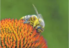  ?? FOTO: ANDREA WARNECKE ?? So summt es: Bienen brauchen nektarreic­he Blüten.