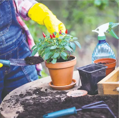  ?? — GETTY IMAGES ?? Transplant­ing when outdoor conditions are moderate gives young plants a better chance at survival.