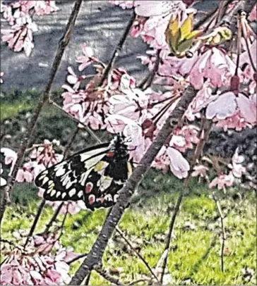  ??  ?? RARE BREED: With spring in the air in Jamieson the spring flora is abundant. First of a kind, a ‘Red Spotted Jezebel’ butterfly, was photograph­ed on a blossom covered cherry tree, in a Jamieson garden over the weekend.