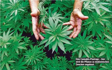  ??  ?? Eine Cannabis-Plantage – hier wird die Pflanze zu medizinisc­hen Zwecken angebaut.