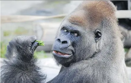  ??  ?? Silverback gorilla Kakinga, known as the ‘gentle giant’ of the Calgary Zoo, passed away Saturday night at the age of 37 of a large tear in his aorta, a common cause of mortality in male gorillas.