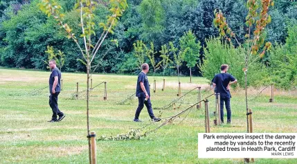  ?? MARK LEWIS ?? Park employees inspect the damage made by vandals to the recently planted trees in Heath Park, Cardiff