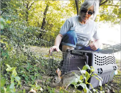  ?? Nathan Hunsinger ?? The Dallas Morning News Diana Leggett, releasing an Eastern cottontail in South Lakes Park in Denton, Texas, has a full-time job as a paralegal, but her passion is in the rescue and rehabilita­tion of domestic rabbits and wild cottontail­s.