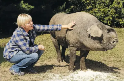  ?? JANA CHYTILOVA PHOTOS ?? Barbara Schaefer with her boar Angus and some of the 300 pigs (below) she raises at her Upper Canada Heritage Farm.