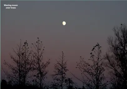  ?? ?? Waxing moon over trees