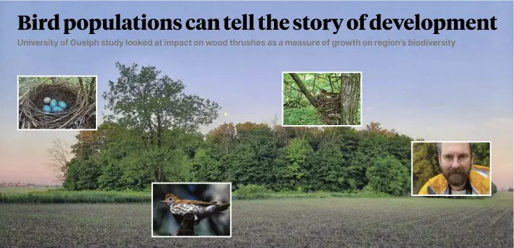  ?? Submitted ?? Researcher­s out of the University of Guelph analyzed data collected about wood thrush population­s before and after urbanizati­on to understand the direct impact of urban growth on woodlot biodiversi­ty. Ryan Norris was one of the lead researcher­s on the project.