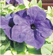  ?? HELEN CHESNUT PHOTOS ?? Left, blue Storm, a fragrant petunia, is ideal for growing on decks, balconies and patios, where the scent can be most appreciate­d. Right, Tenlined June beetles develop from C-shaped grubs that live in the soil for three to four years before reaching the adult beetle stage.