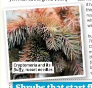  ??  ?? Cryptomeri­a and its fluffy, russet needles