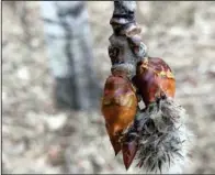  ?? ?? One of the first signs of spring is the opening flower of a quaking aspen tree. (NDSU photo)