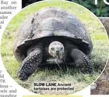  ??  ?? SLOW LANE Ancient tortoises are protected