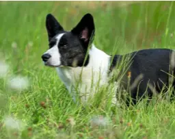  ??  ?? Always alert and willing to learn, a Cardigan tricolor corgi, with brindle points, waits for instructio­n.