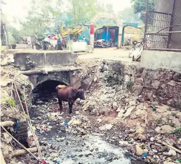 Ich Kundige Meinen Job Um Koraput Aufzuraumen Pressreader