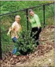  ??  ?? Staff and volunteers plant American hollies.