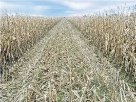  ??  ?? Lento. Se cosechó solo el 75% del área maicera. Y complica el control de malezas.