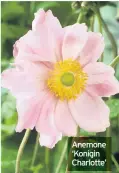  ??  ?? Anemone ‘Konigin Charlotte’