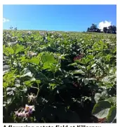  ??  ?? A flowering potato field at Killarney.